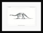 ‘Brontosaurus excelsius’ by Unknown